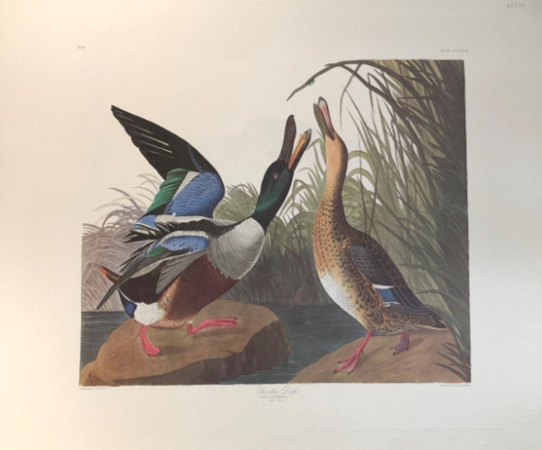 Shoveller Duck