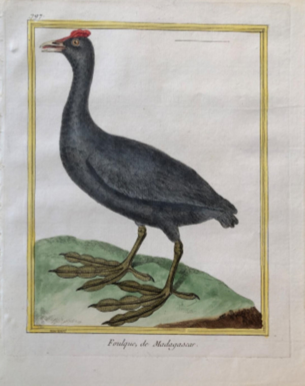 Foulque de Madagascar by Francois-Nicolas Martinet