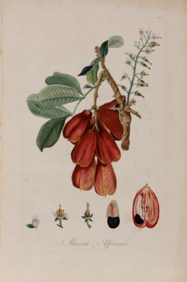 Plate 3, Akeesia affricana