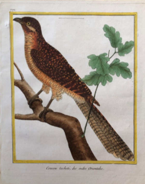 Coucou Tachete des Indes Orientales by Francois-Nicolas Martinet