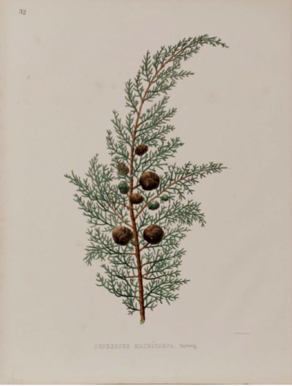 Cupressus Macrocarpa by WH McFarlane