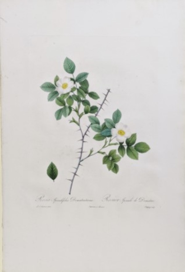 Rosa Spinulifolia Dematratiana, Rosier Spinule de Demmatra, Plate 172