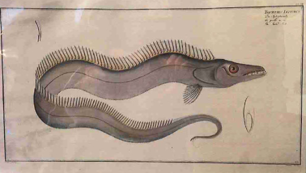 Trichiurus Lepturus, The Sword-fish