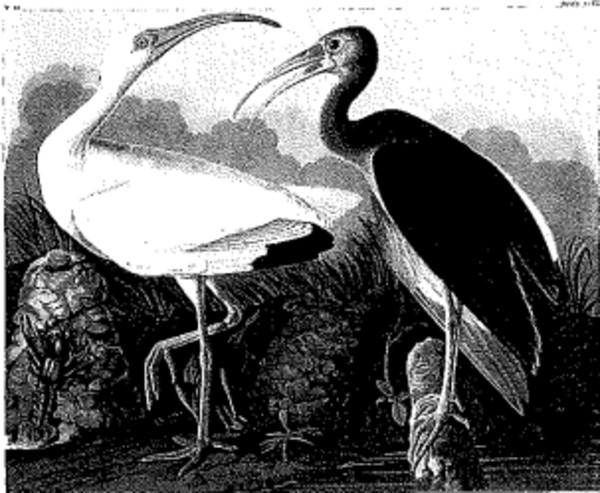 White Ibis, Plate 222 (Birds of America, Vol. III, Havell Edition)