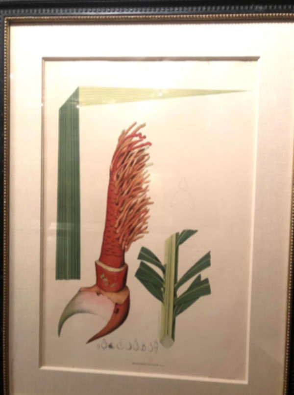 Enocarpus Distichus