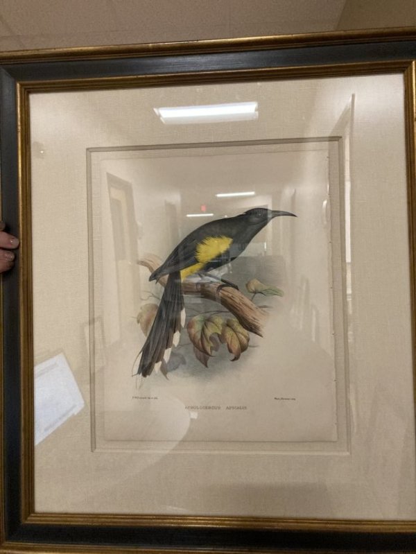 Acrulocercus Apicalis