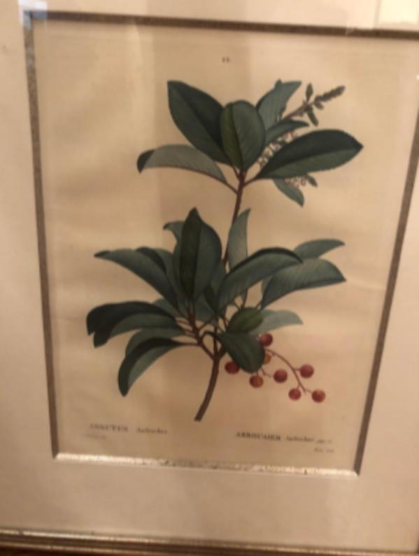 Arbutus Andrachne/Arbousier Androchne by Pierre-Joesph Redoute