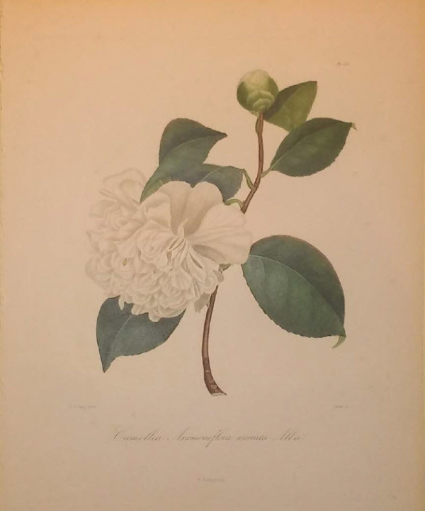 Camellia Anemoneflore warrata Alba by Jung