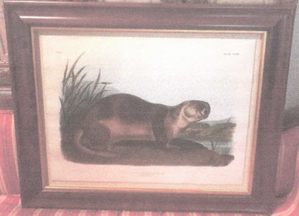 Canada Otter, Male