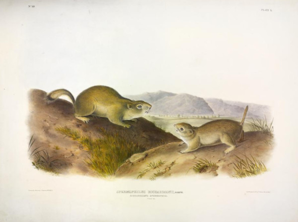 Spermophilus richardsonii, Sabine. Richardson's Spermophile. (v. 1, no. 10, plate 50)