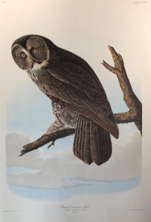 Great Cinereous Owl