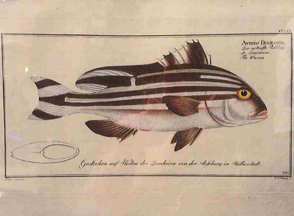 Plate 320, Anthias diagramma, The Warna