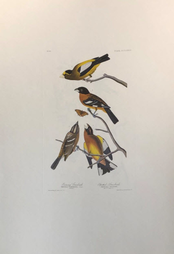 Evening Grosbeak & Spotted Grosbeak