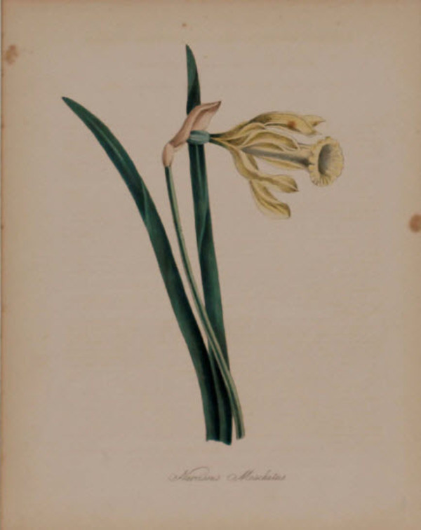 Narcissus Moschatus by MA Burnett