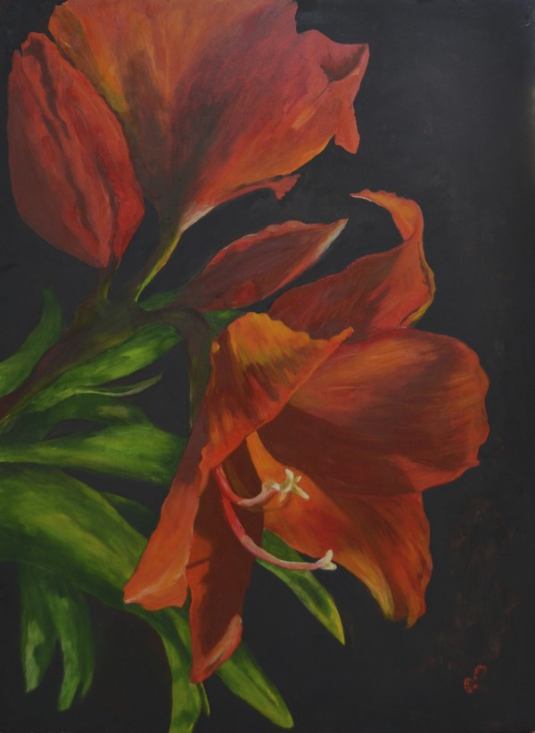 Amaryllis, The by Margaret Park