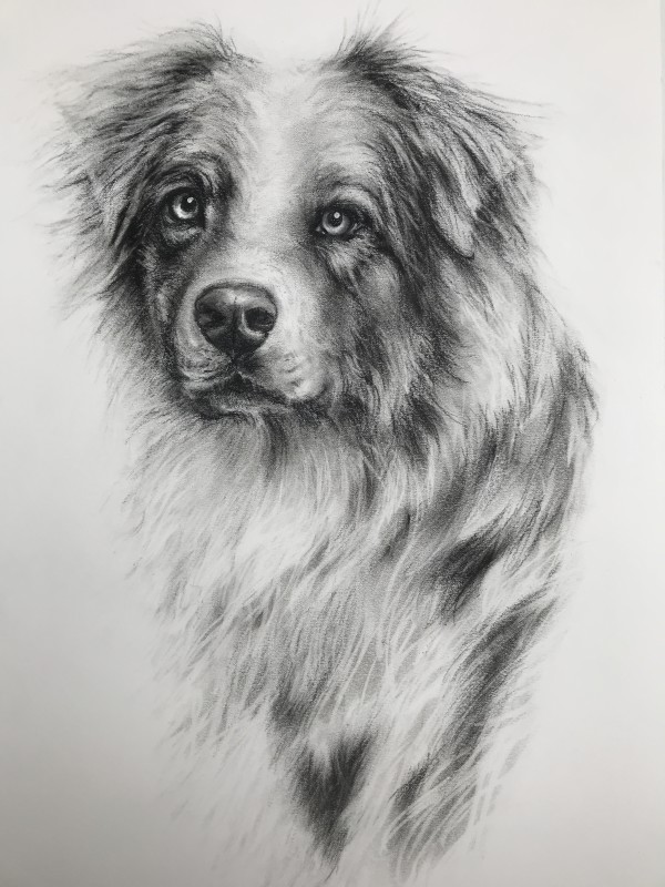 AUSTRALIAN SHEEPDOG COMMISSION by Sarah Jaynes