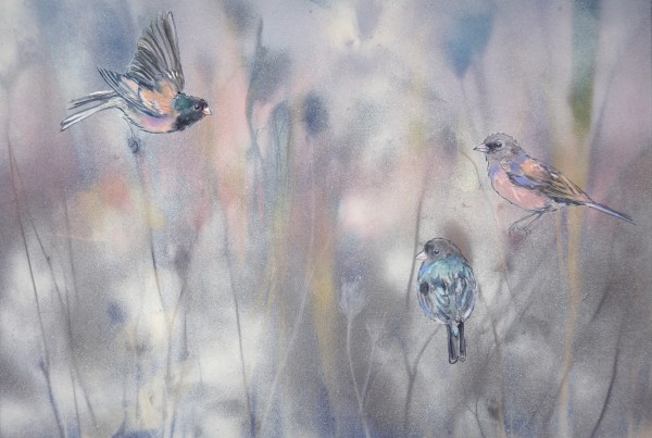DARK EYED JUNCO by Sarah Jaynes