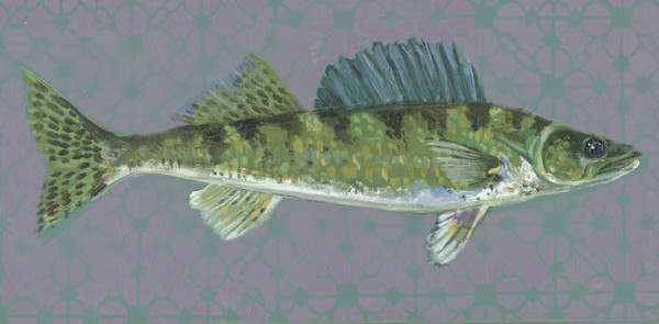 WALLEYE B by Sarah Jaynes