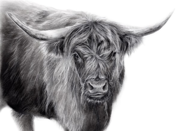 VERMONT HIGHLAND COW by Sarah Jaynes