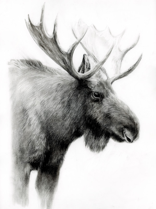 SCHOOL MOOSE by Sarah Jaynes
