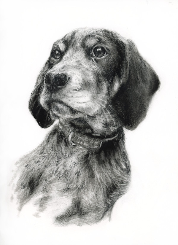 FINNEGAN CHARCOAL by Sarah Jaynes