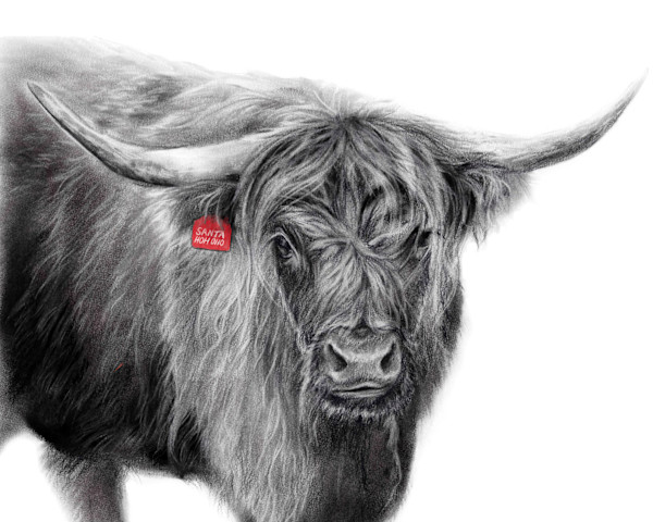 Christmas Highland Cow by Sarah Jaynes