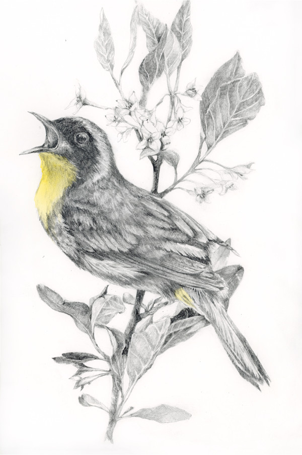 Common Yellowthroat by Sarah Jaynes