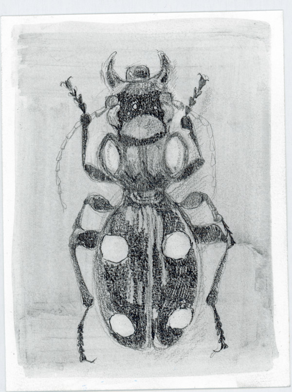 Anthia Sp India by Sarah Jaynes