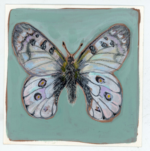 Parnassius Phoebus by Sarah Jaynes