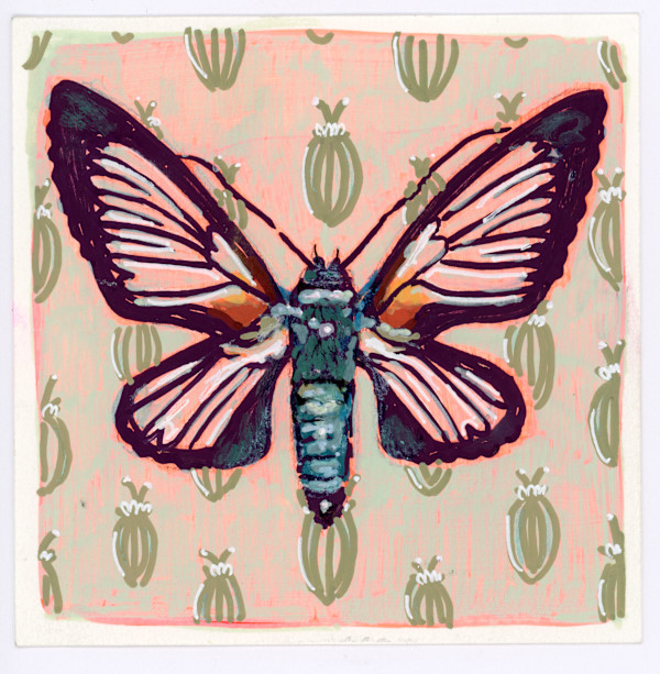 Cocytia Durvillii by Sarah Jaynes