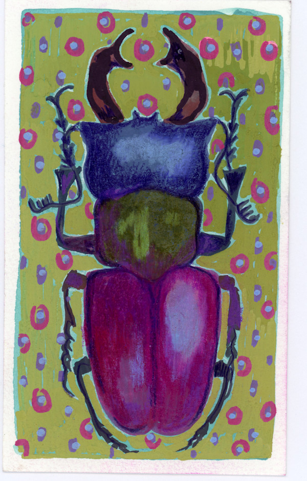 Lucanidae by Sarah Jaynes