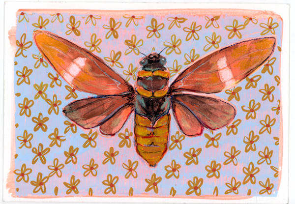 Tosena Fasciata by Sarah Jaynes