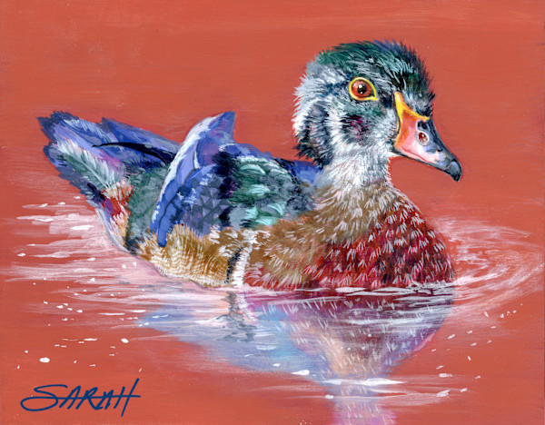 Wood Duck by Sarah Jaynes