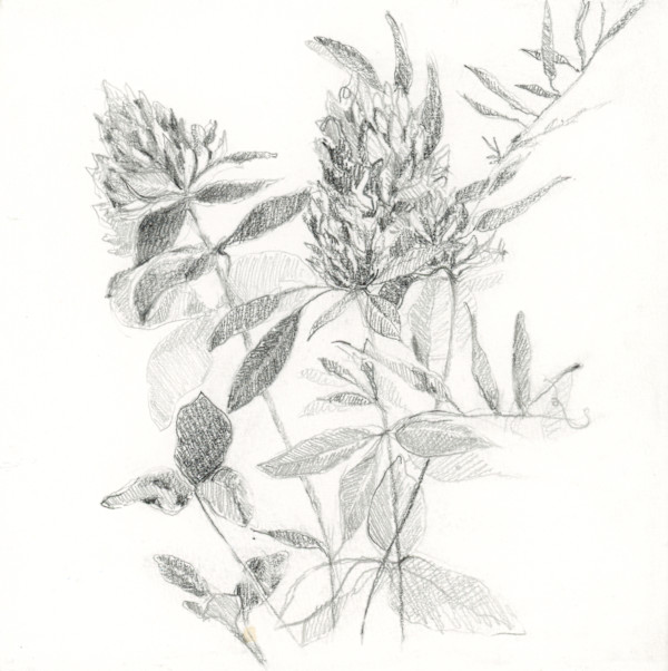 Wildflower Pencil Sketch by Sarah Jaynes