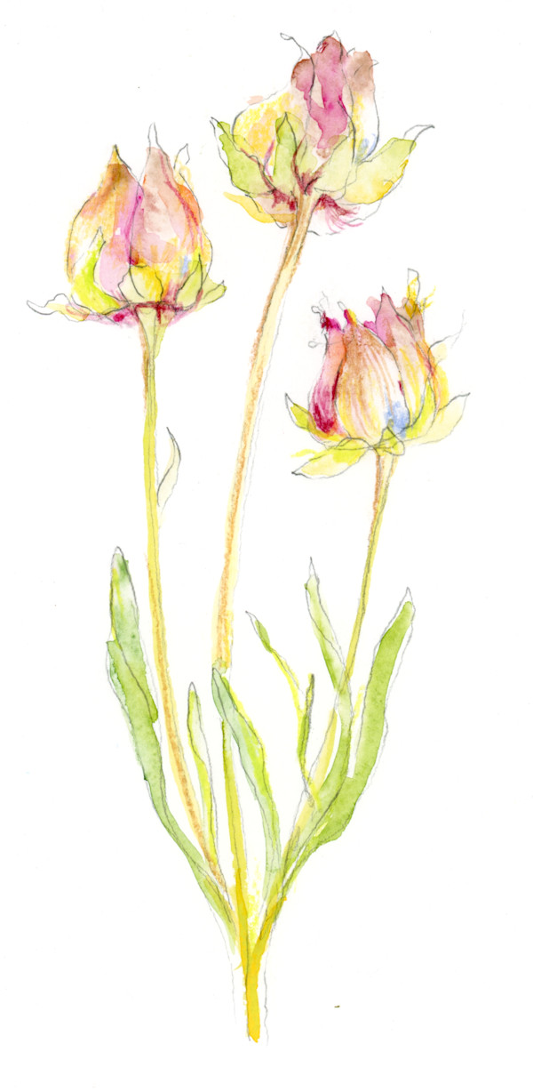 Dried Flower Sketch by Sarah Jaynes
