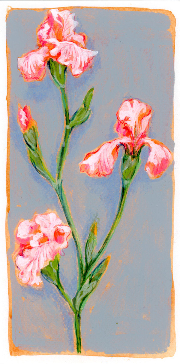 Iris Sketch by Sarah Jaynes