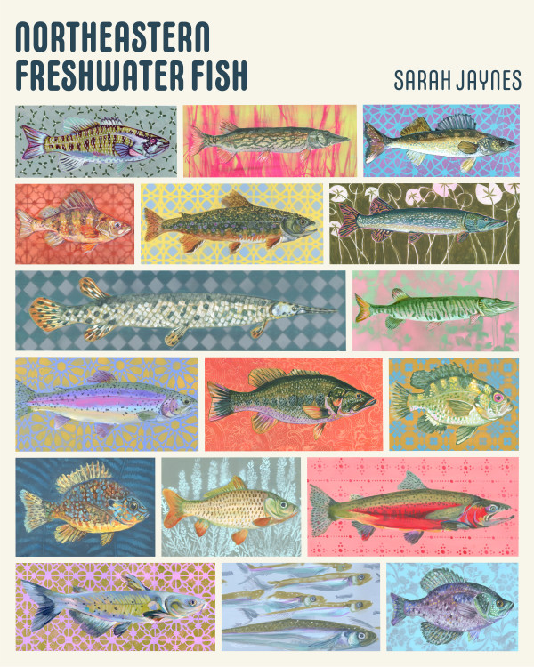 NORTHEASTERN FRESHWATER FISH POSTER by Sarah Jaynes