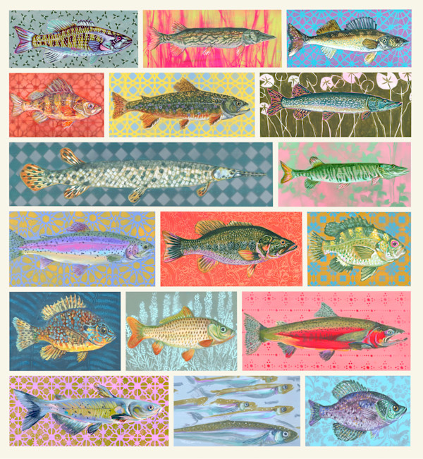 NORTHEASTERN FRESHWATER FISH POSTER by Sarah Jaynes