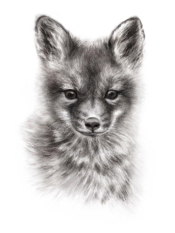 FOX CUB by Sarah Jaynes