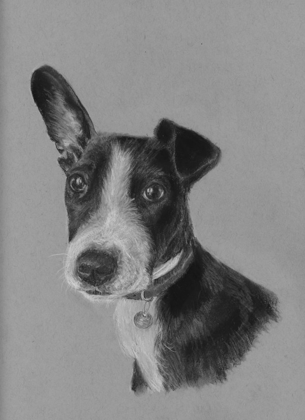 Molly on grey by Sarah Jaynes