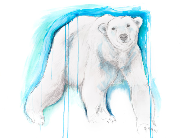 POLAR BEAR by Sarah Jaynes