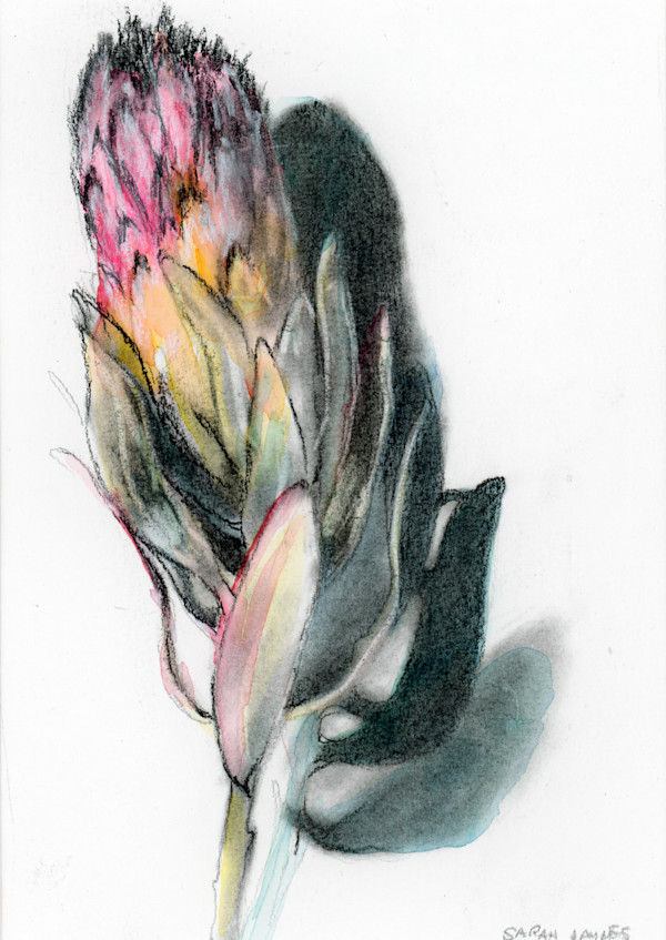 Protea Study by Sarah Jaynes