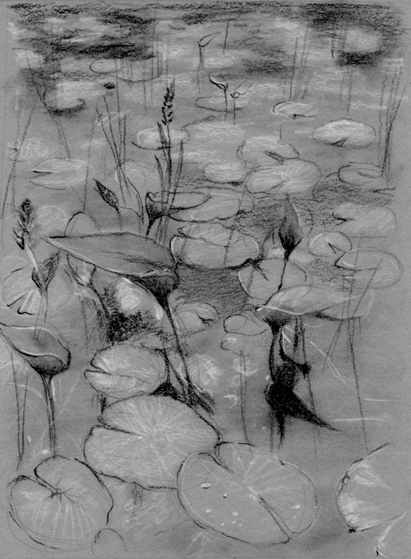 Water Lily Sketch by Sarah Jaynes