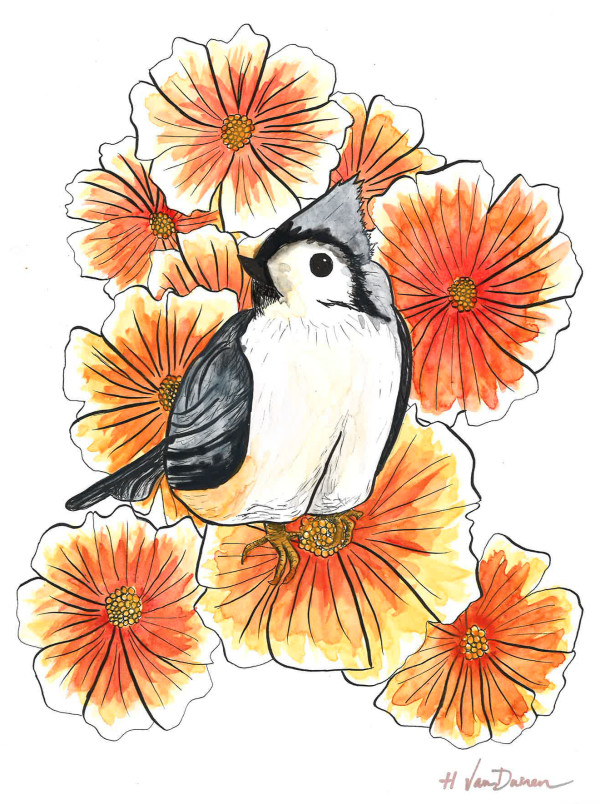 Tufted Titmouse on Orange Cosmos (Original Sold, Prints Available) by Hannah VanDuinen