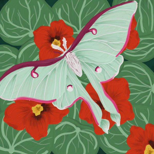 Luna Moth in the Garden by Hannah VanDuinen