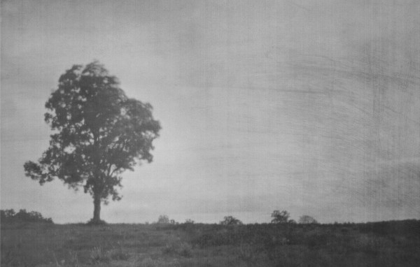 Lone Tree by Glenn Taylor