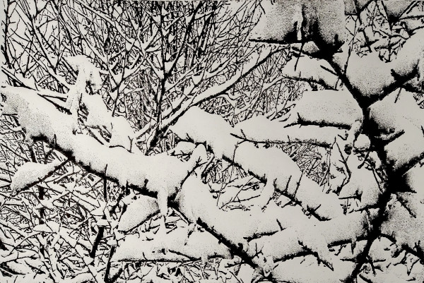 Snow Covered Branches by Dennis Gordon