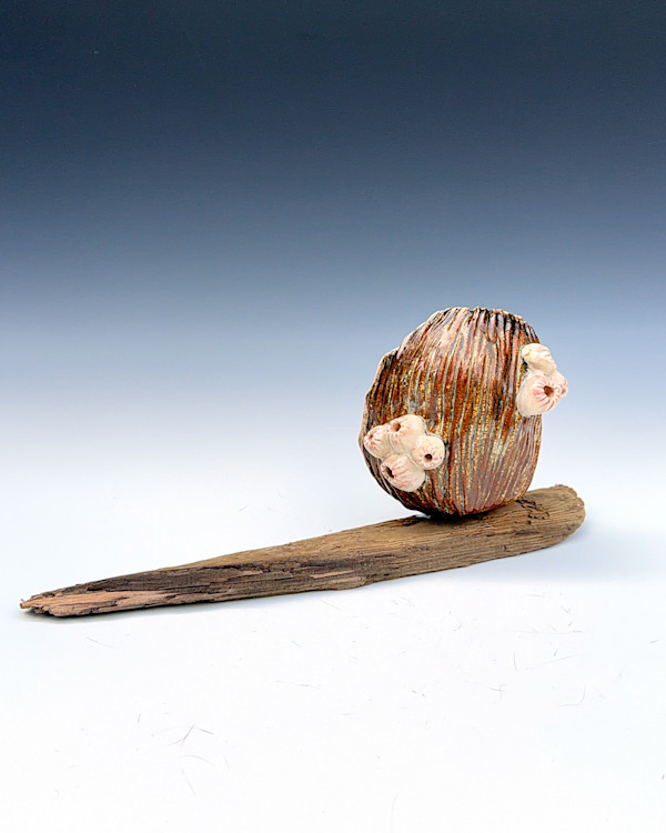co.habit: barnacle by Maggie Capettini, Image 1.