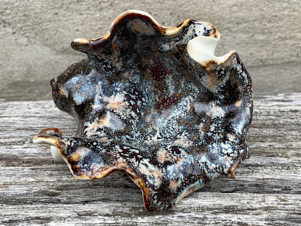 polypore-esque (shelf fungus) by Maggie Capettini, Image 1.