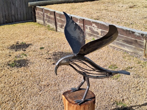 Wedge Tailed Eagle